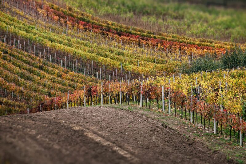 Masterclass sui vini vulcanici