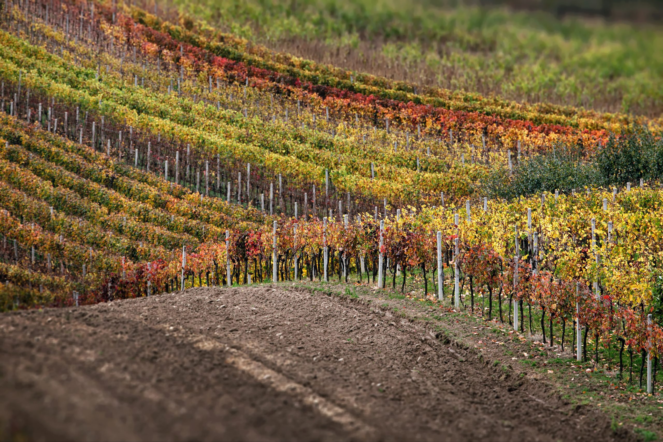 Campi coltivati e vigneti su dolci colline