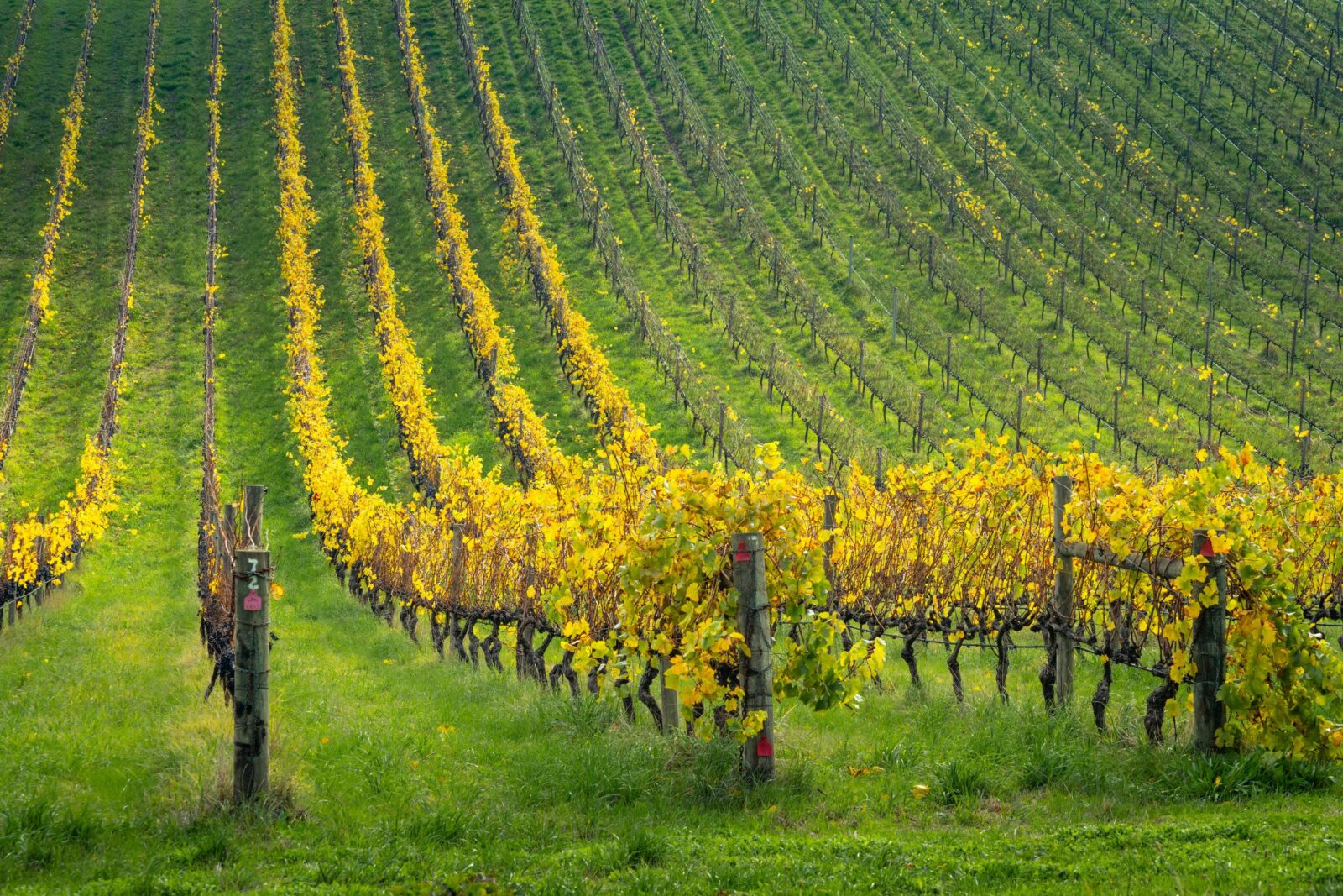 Lunghi filari di vigneto in un paesaggio rurale