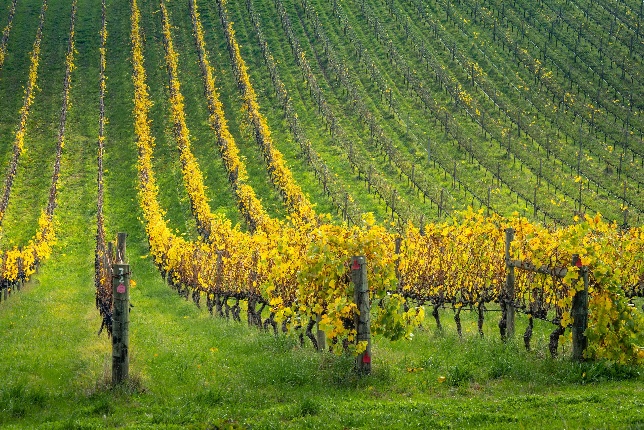 Lunghi filari di vigneto in un paesaggio rurale