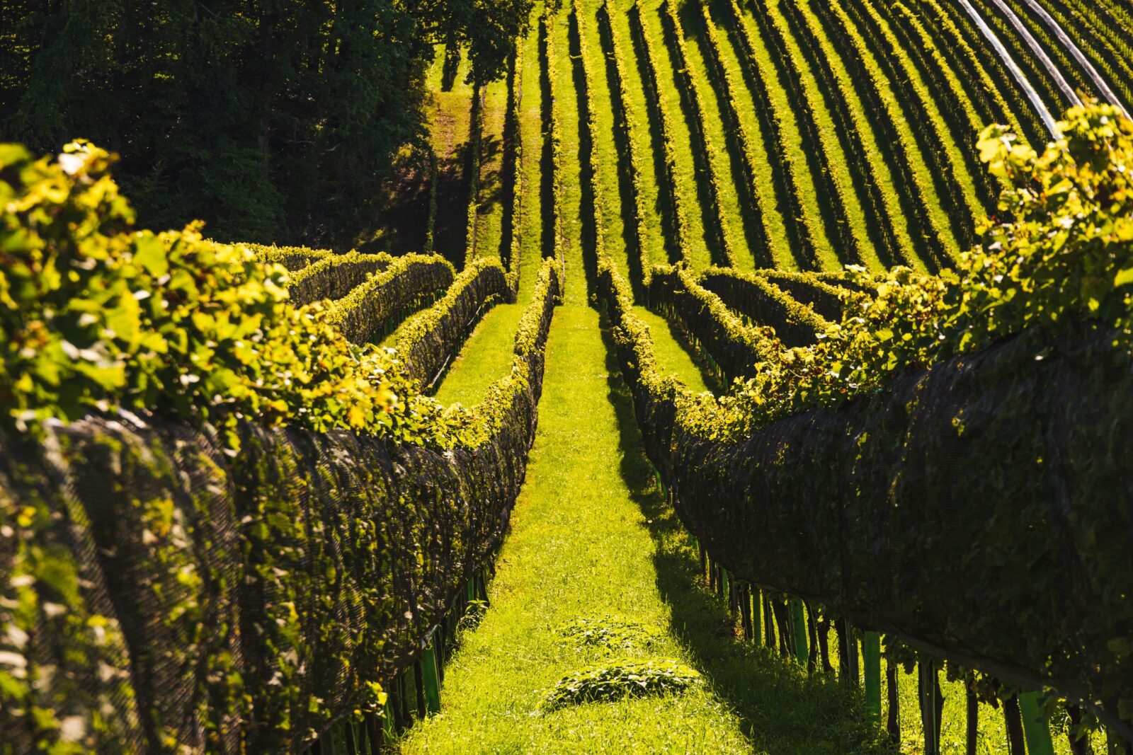 Filari di vite coltivati lungo una strada del vino