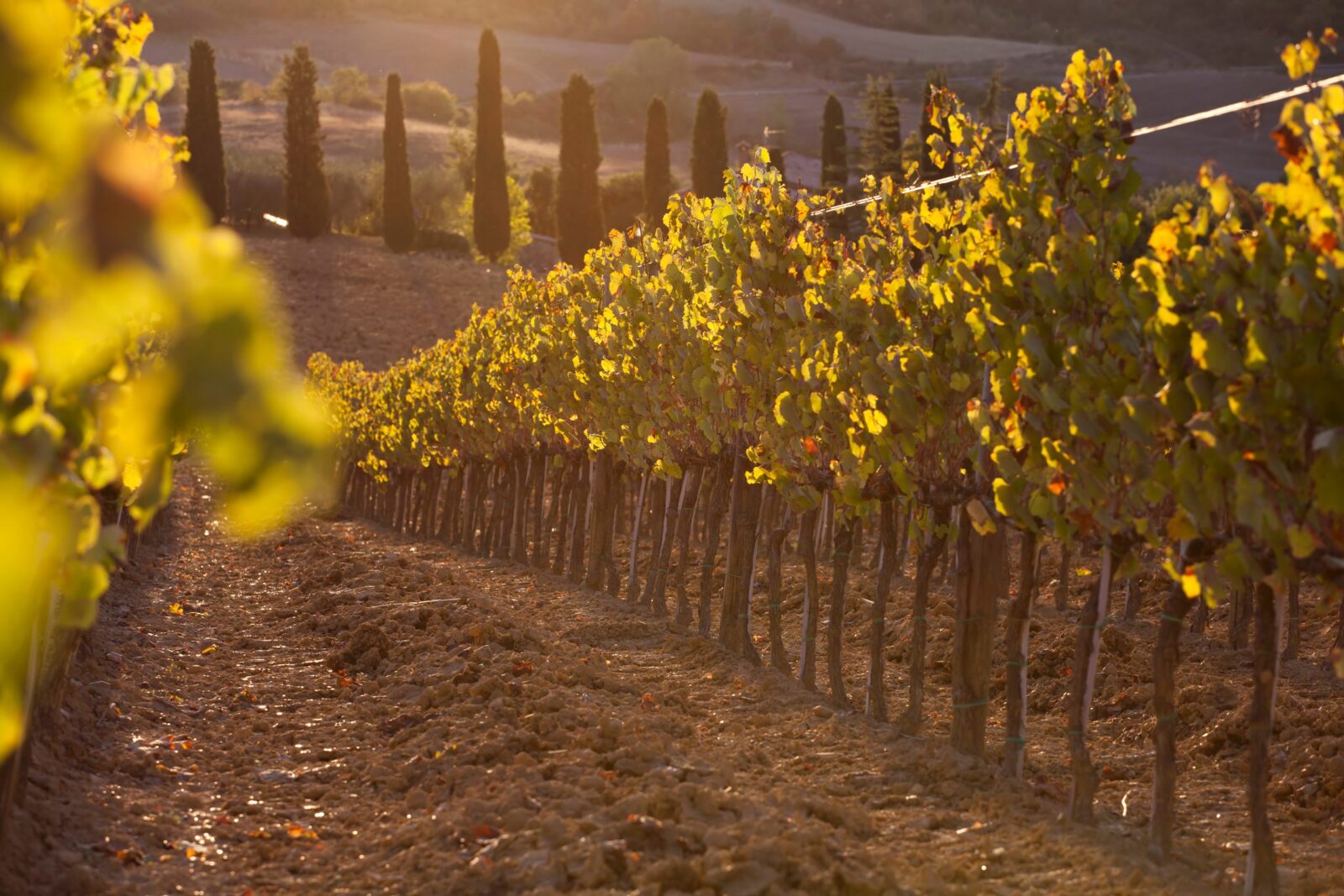 Filari di vigneto illuminati dalla luce calda del tramonto con cipressi sullo sfondo