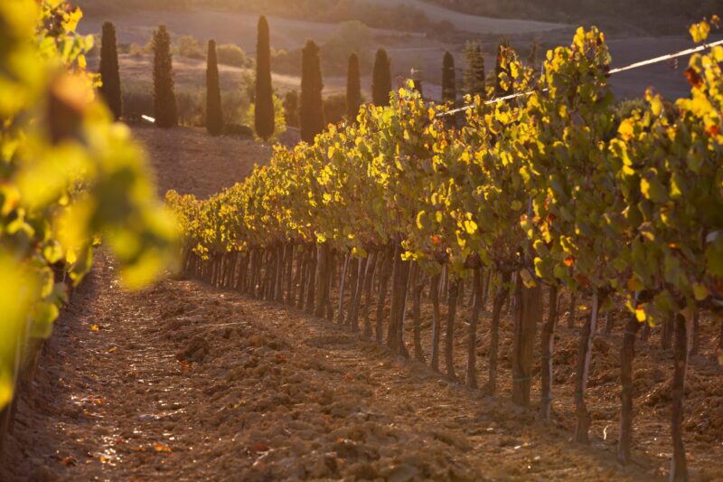 Degustazione verticale di Barolo