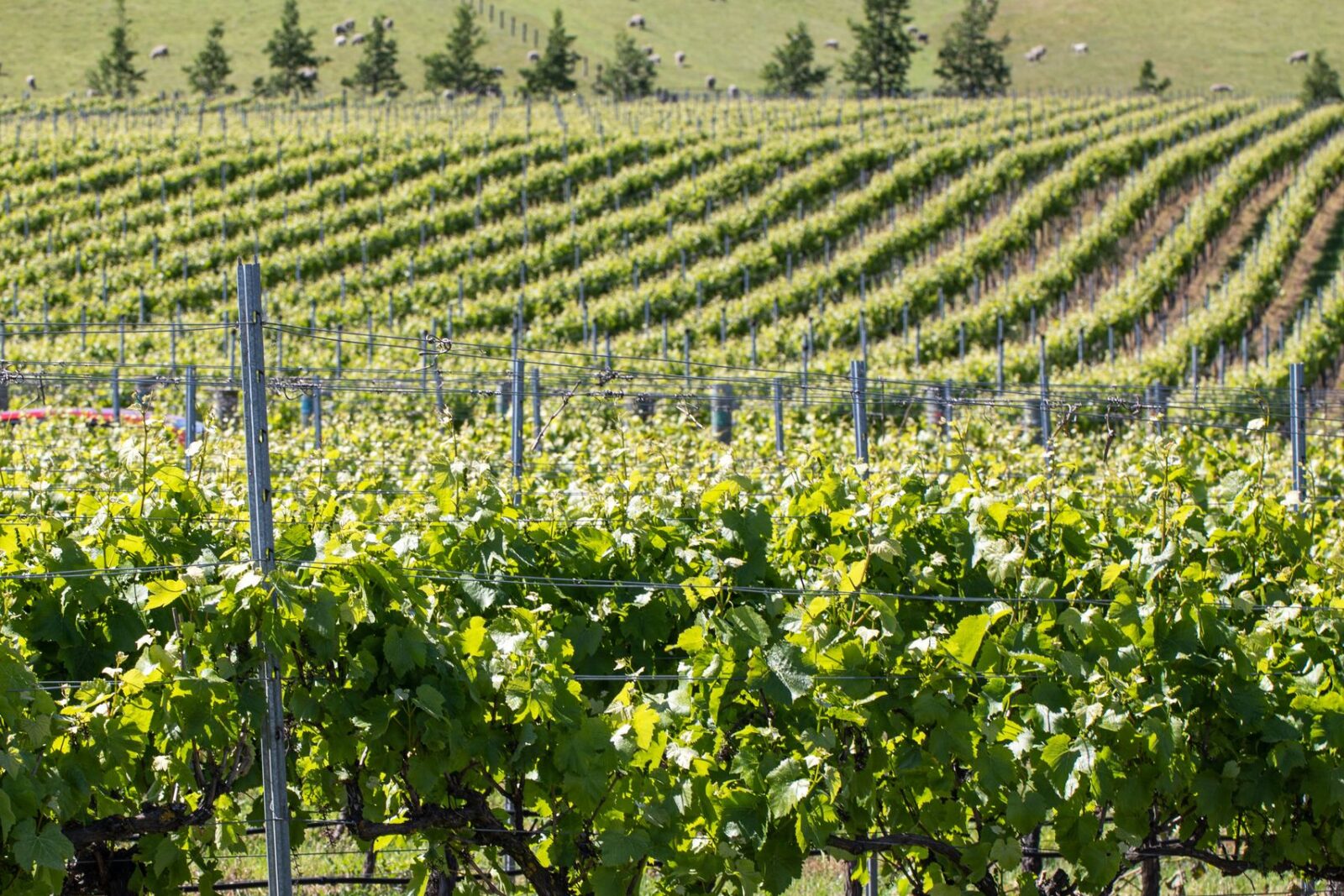 Panorama verticale di vigneti e campi coltivati