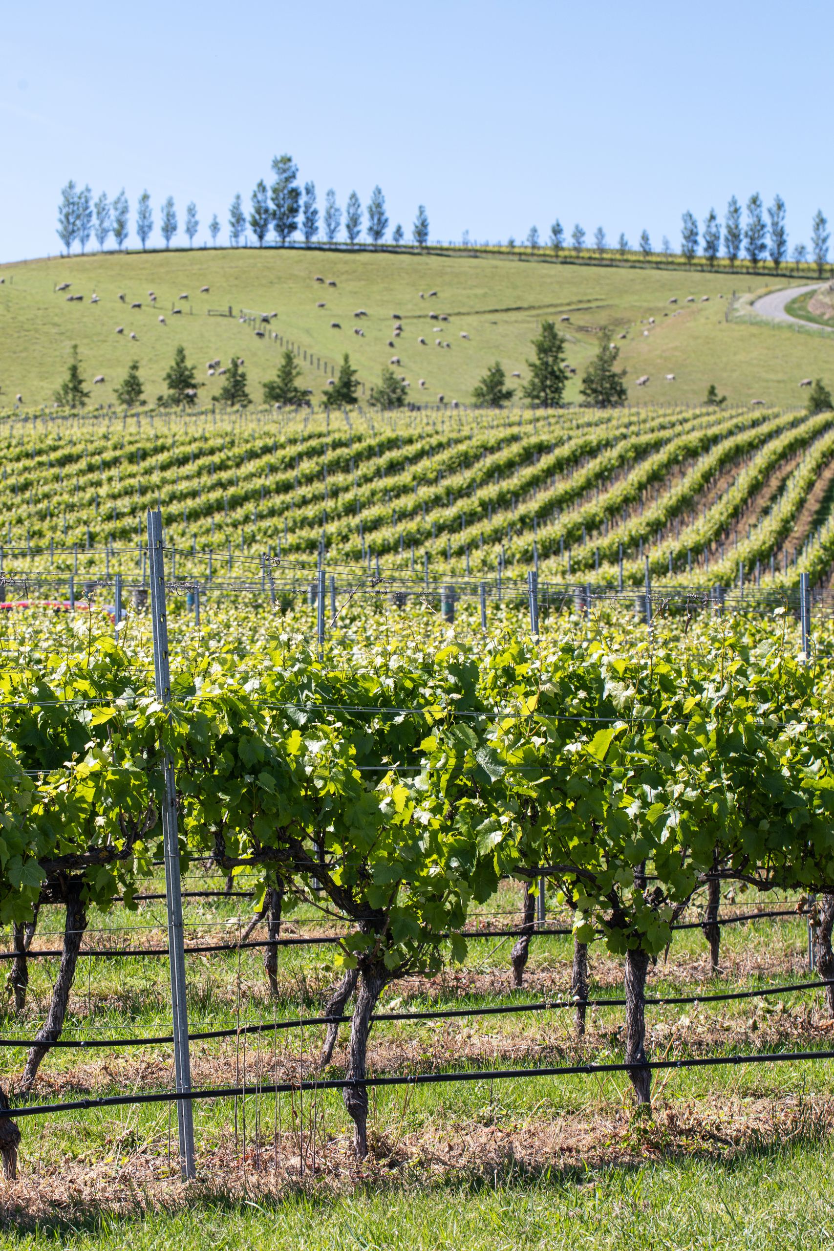 Panorama verticale di vigneti e campi coltivati