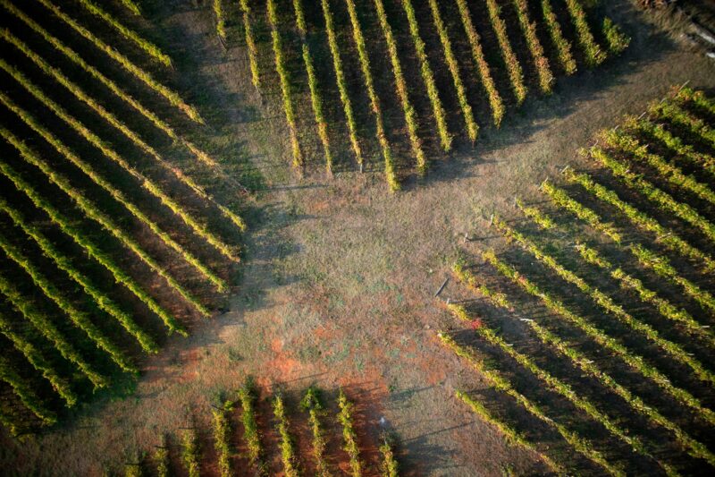 Vendemmia con i bambini in Chianti